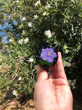 Load image into Gallery viewer, Passionately Purple ♡ Herb Grinder ♡
